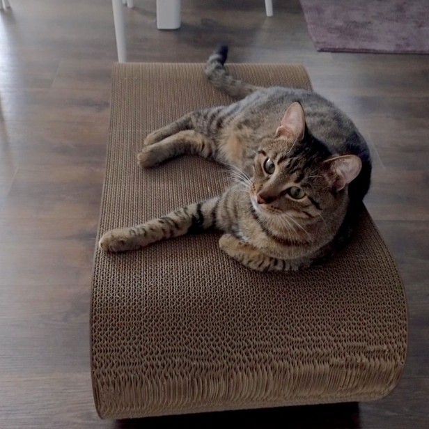 drapak xxl, drapak dla kota xxl, wielkie drapaki, drapak dla kota, Drapak Xxl kolorowy, kolorowy drapak