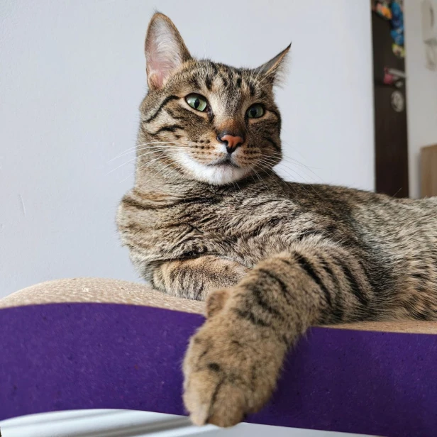 drapak dla kota fiolotowy mruupruu, mruu&pruu