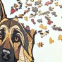 Complete set of wooden puzzles German Shepherd - assembled picture, box, and special pieces.